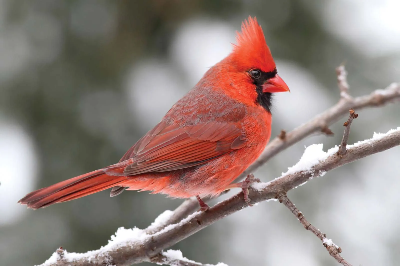 cardinal bird seed