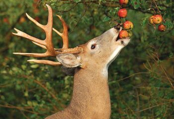 buck-eating-apples-3076352390