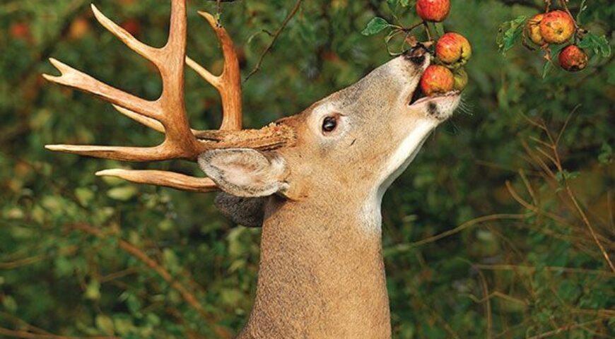 buck-eating-apples-3076352390