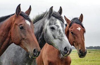 Marties Pounds Plus Horse Feed