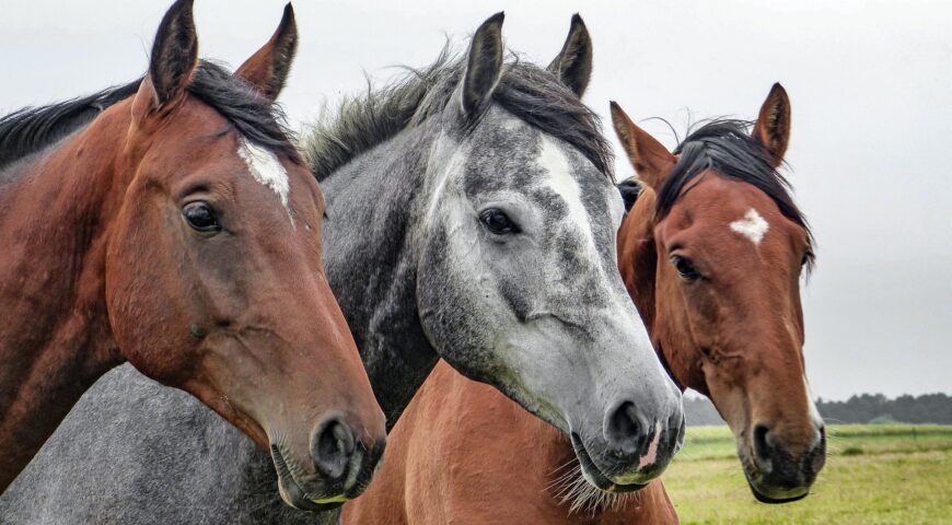 Marties Pounds Plus Horse Feed