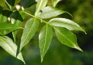 Ash Tree Emerald Sherburne/Wright Counties/Elk River